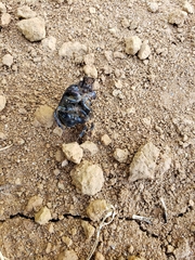 Ceratotrupes fronticornis