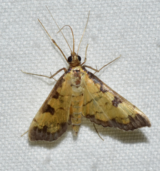 Ategumia ebulealis