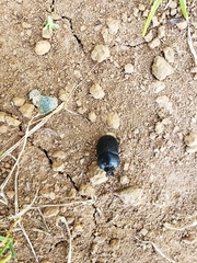 Ceratotrupes fronticornis