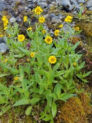 Arnica lanceolata