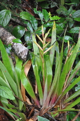 Guzmania sprucei