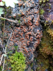 Protopannaria pezizoides