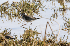 Calidris melanotos