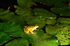 Pelophylax fukienensis