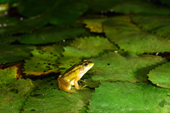 Pelophylax fukienensis