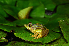 Pelophylax fukienensis