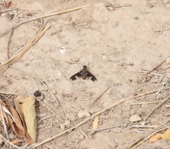 Exoprosopa dorcadion