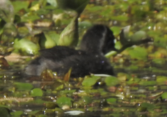 Tachybaptus dominicus