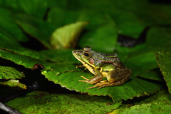 Pelophylax fukienensis