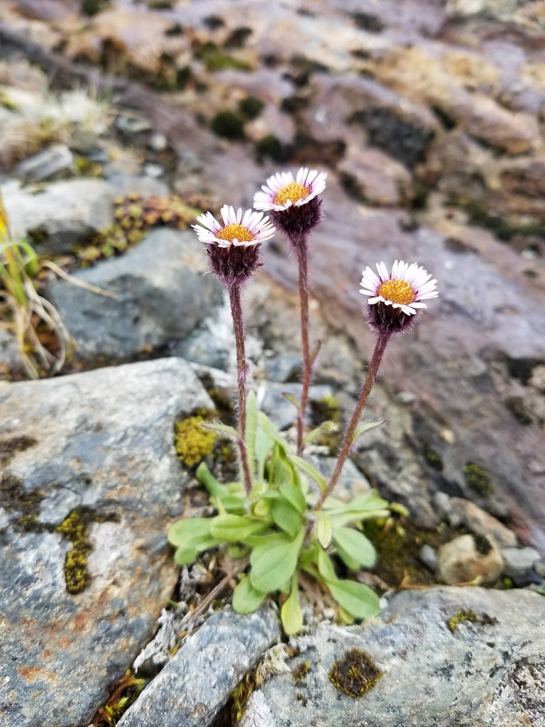 Low Fleabane
