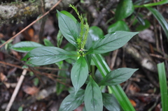 Spigelia hamelioides
