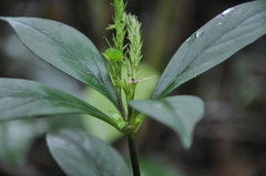 Spigelia hamelioides