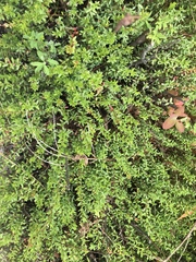 Vaccinium macrocarpon