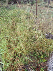 Setaria scheelei