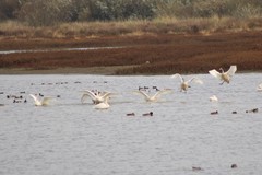 Cygnus columbianus columbianus