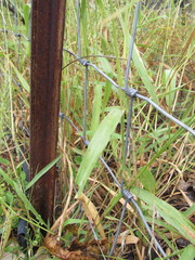 Setaria scheelei