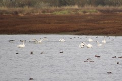 Cygnus columbianus columbianus