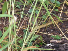 Setaria scheelei