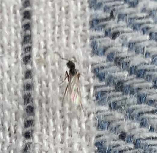 Hypoponera