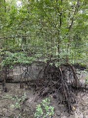 Rhizophora apiculata