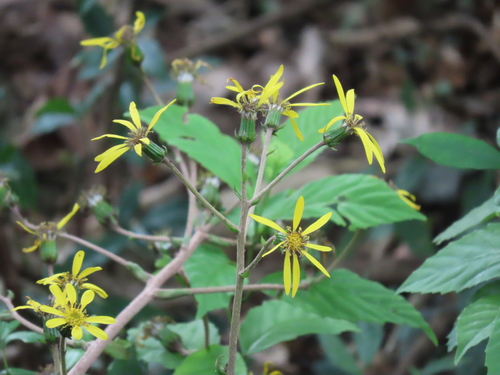 Farfugium japonicum iNat (3)