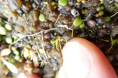 Isolepis basilaris