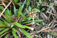 Guzmania sprucei