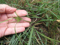 Setaria scheelei