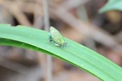 Arcas imperialis