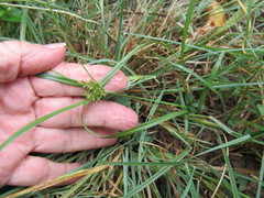 Setaria scheelei