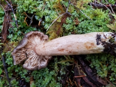 Lactarius kauffmanii