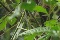 Lepidothrix coronata