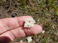 Perideridia parishii