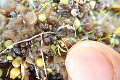 Isolepis basilaris