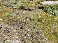 Perideridia parishii