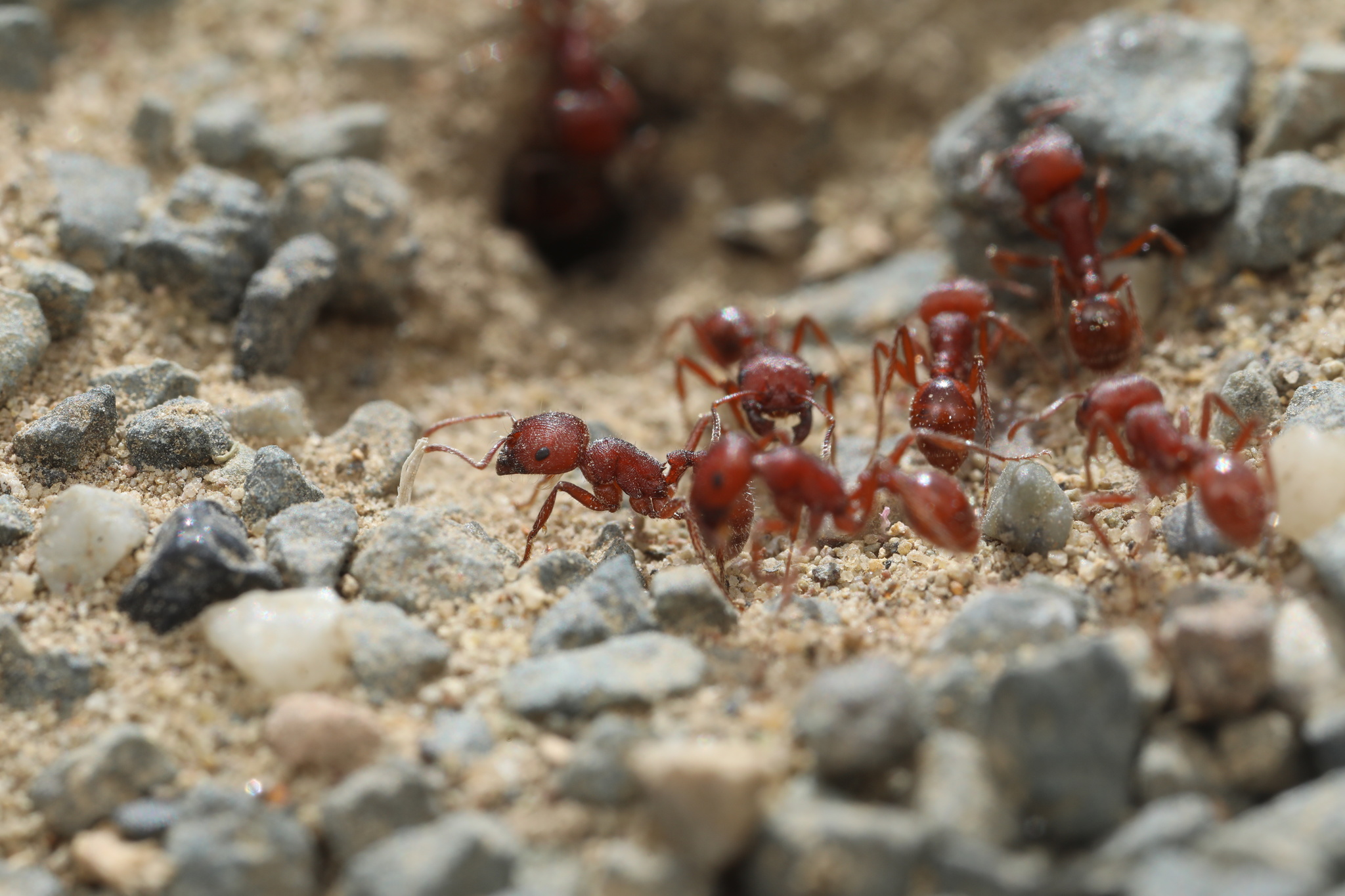 Pogonomyrmex subdentatus