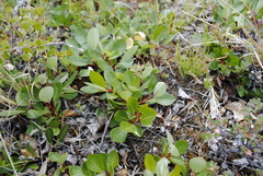 Salix arctophila