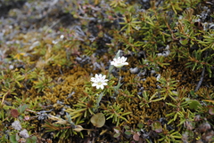 Stellaria longipes