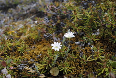 Stellaria longipes