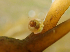 Phasianellidae