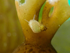 Phasianellidae