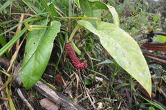 Anthurium cinereopetiolatum