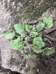 Heuchera micrantha diversifolia