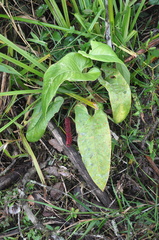Anthurium cinereopetiolatum