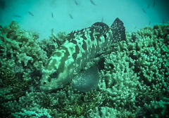 Epinephelus polyphekadion