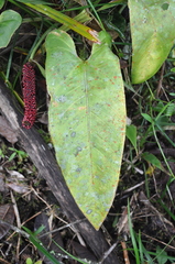 Anthurium cinereopetiolatum