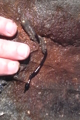 Cerebratulus macrostomus