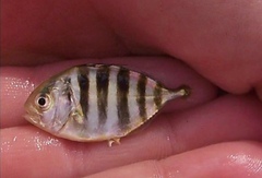 Caranx