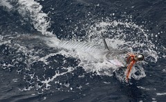 Acanthocybium solandri