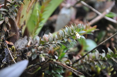 Disterigma panamense